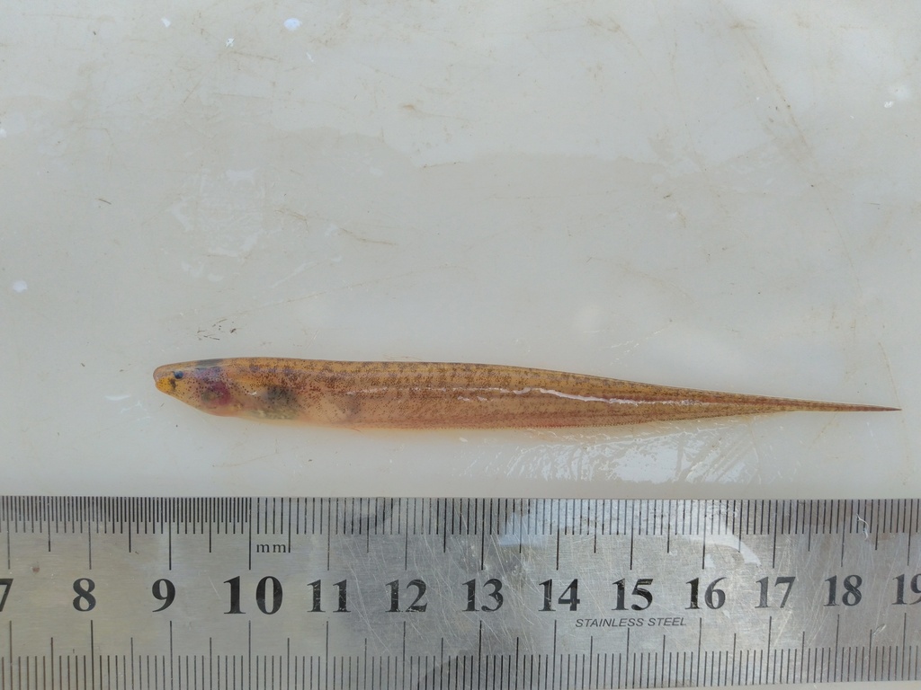 Brachyhypopomus draco