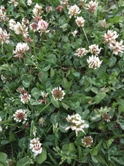 Trifolium repens