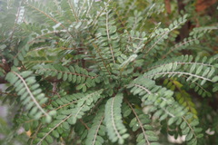 Sophora