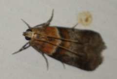 Acrobasis repandana