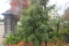 Sophora