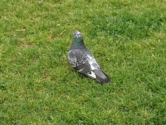Columba livia domestica