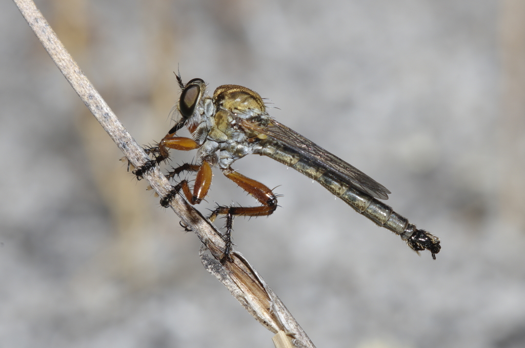 Cerdistus hudsoni