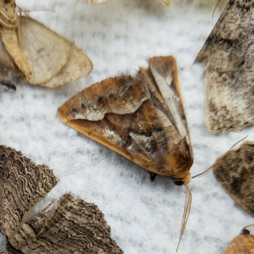 Southern Pine Looper photo 3
