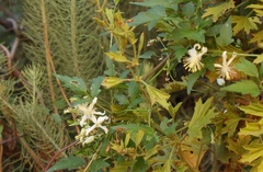Clematis brachiata