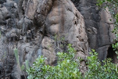 Pentatrichia integra