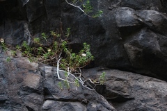 Pentatrichia integra