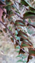 Pellaea calidirupium