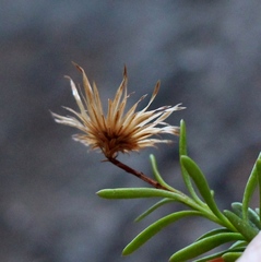 Pentatrichia integra