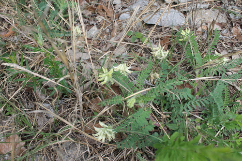Image of Astragalus tennesseensis by (c) Dominic, some rights reserved (CC BY)