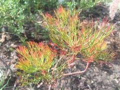 Serruria florida