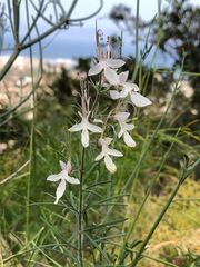 Teucrium pseudochamaepitys
