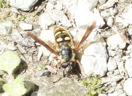 Banded Wood Fly