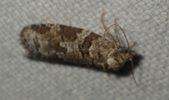 Cnephasia incertana