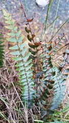 Pellaea calidirupium