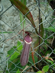 Nepenthes albomarginata