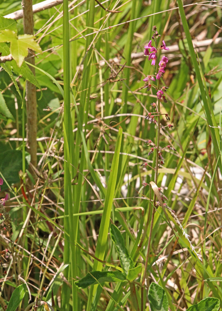 creeping beggarweed from Astor Farms, Florida, United States on April ...