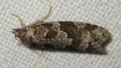 Cnephasia incertana