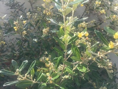 Anastrabe integerrima