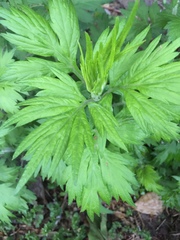 Artemisia princeps