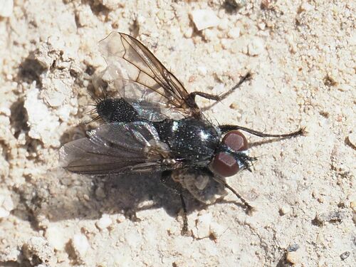 Nyctia lugubris