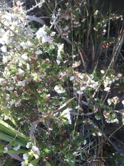 Erica subdivaricata