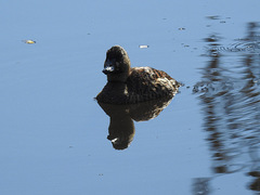 Thalassornis leuconotus