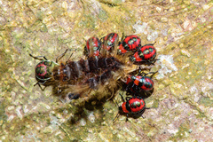 Eocanthecona concinna