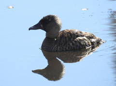Thalassornis leuconotus