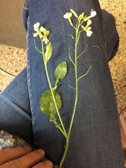 Raphanus raphanistrum