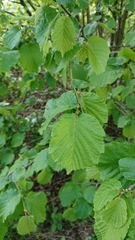 Corylus avellana