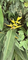 Heliconia clinophila image