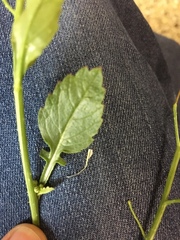 Raphanus raphanistrum