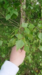 Betula pendula