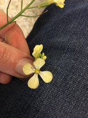 Raphanus raphanistrum