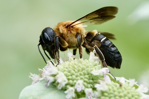 Sculptured Resin Bee photo 5