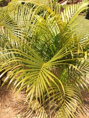Arecaceae