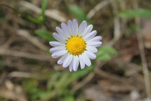 Image of Entireleaf Western Daisy (Astranthium integrifolium) by (c) Dominic, some rights reserved (CC BY)