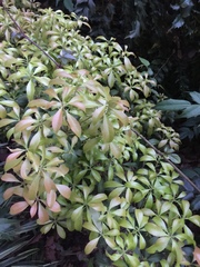 Pieris japonica