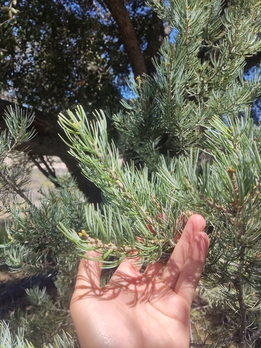 Parry pinyon (Pinus quadrifolia)