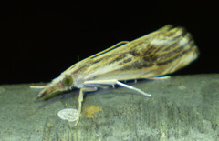 Catoptria verellus