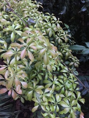 Pieris japonica