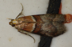 Acrobasis repandana