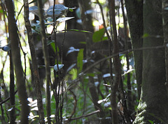 Nesotragus moschatus