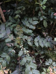 Berberis