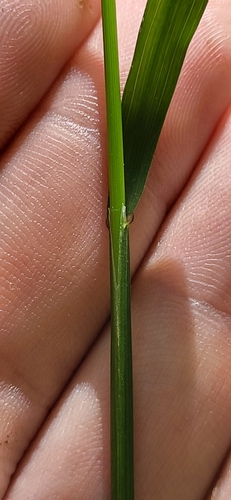 Image of Melica mutica by (c) Jeff Wilson, some rights reserved (CC BY)