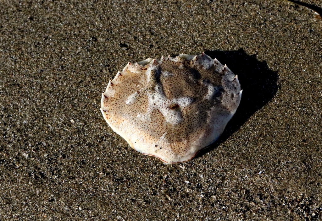 New Zealand Common Swimming Crab from 紐西蘭奧塔哥大區 on April 22, 2024 at 05: ...