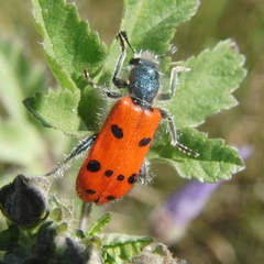 Trichodes octopunctatus