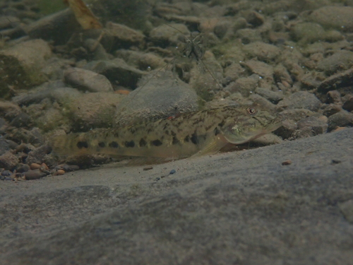 Largesnout goby (Awaous melanocephalus) — Gobiidae — 4