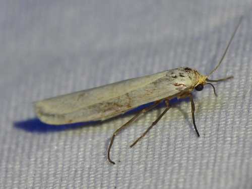 Yellow-headed Lichen Moth photo 4